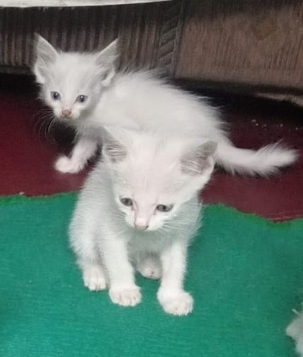 Отдам котят в хорошие руки