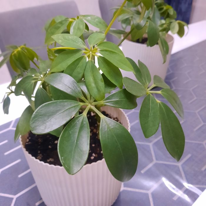 Продам цветы Шефлера