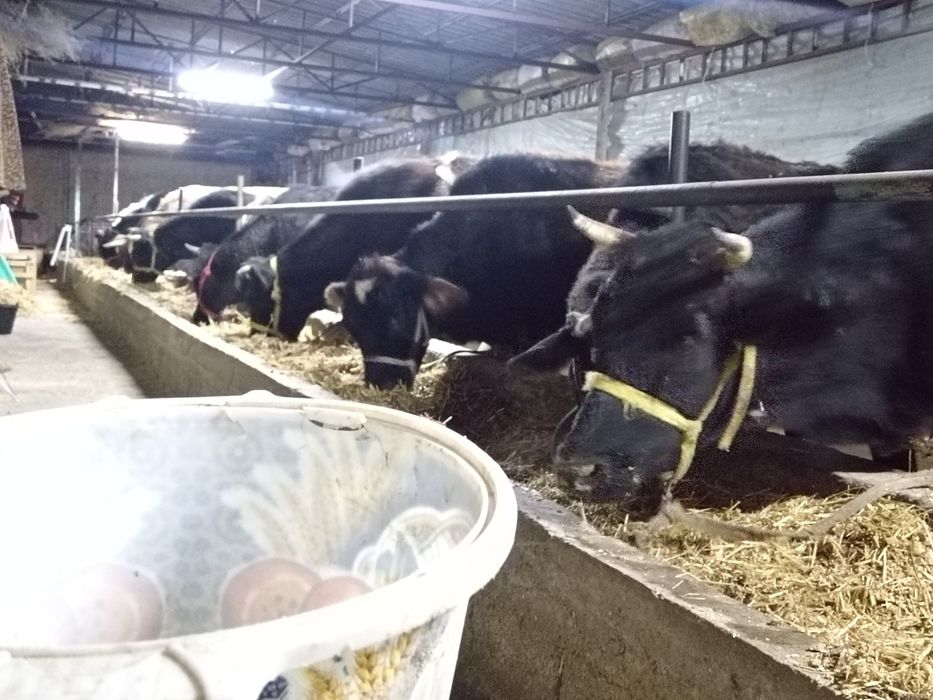 Toq bugoz sgrlar sotiladi