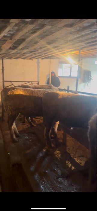 Пррдам быков аулиекольскйх