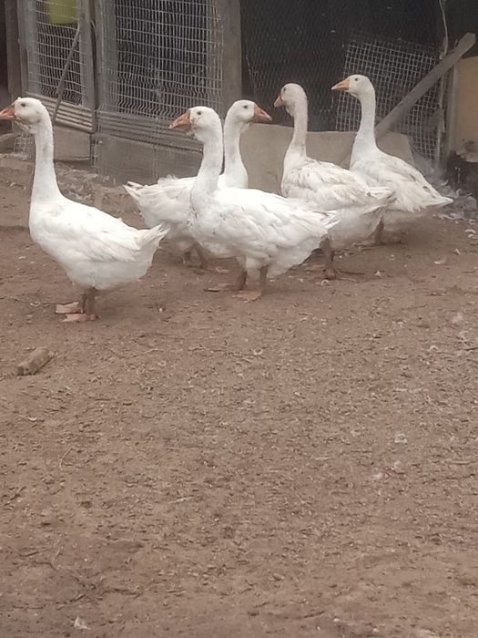 Продам гусей домашние