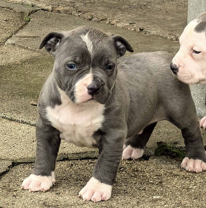 Американско Були ХЛ / American Bully XL  2 момчета и 1 момиче