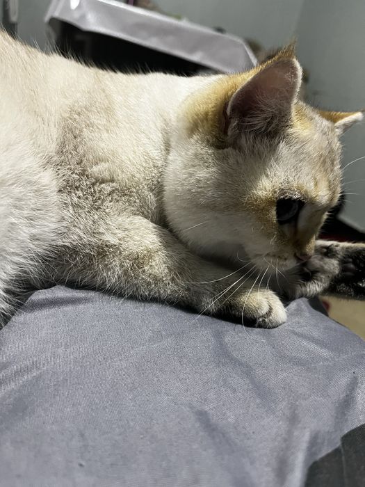 Кот поинтовая шиншила