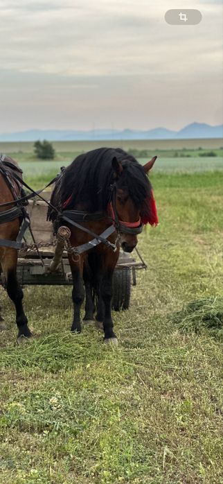 Iapa de 4 ani jumate ( astep oferte )