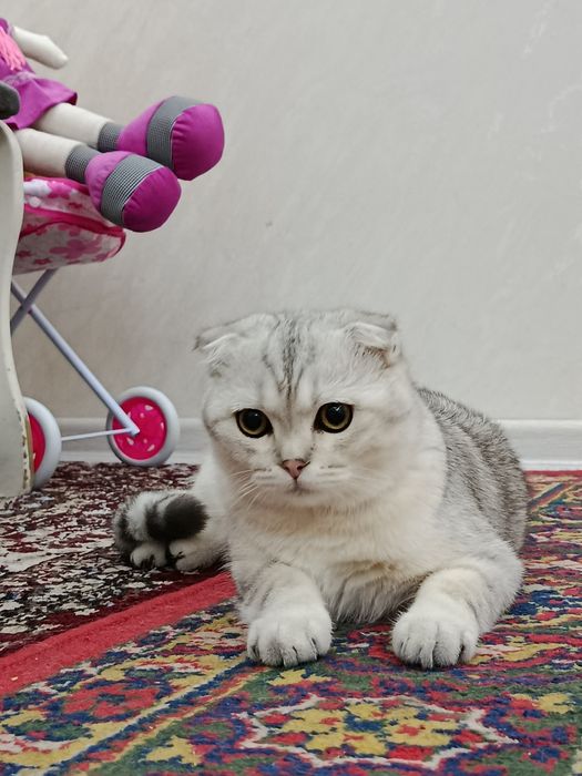 Oʻgʻil bola mushugimizga VIYAZKA  uchun Qiz bola mushu kere toza