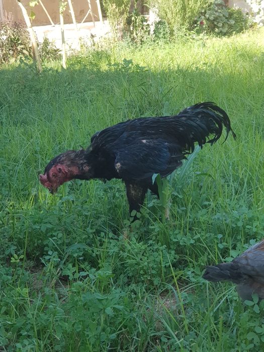 Dakan.shamo.sotiladi.