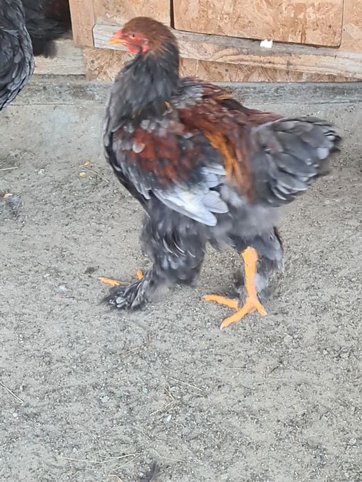 Cocosi,gaini Brahma potarnichiu,albastru si negru