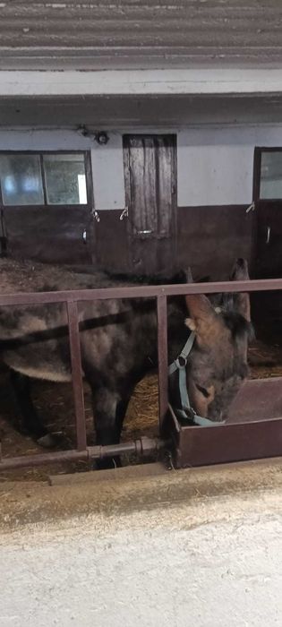 animale domestice de vanzare