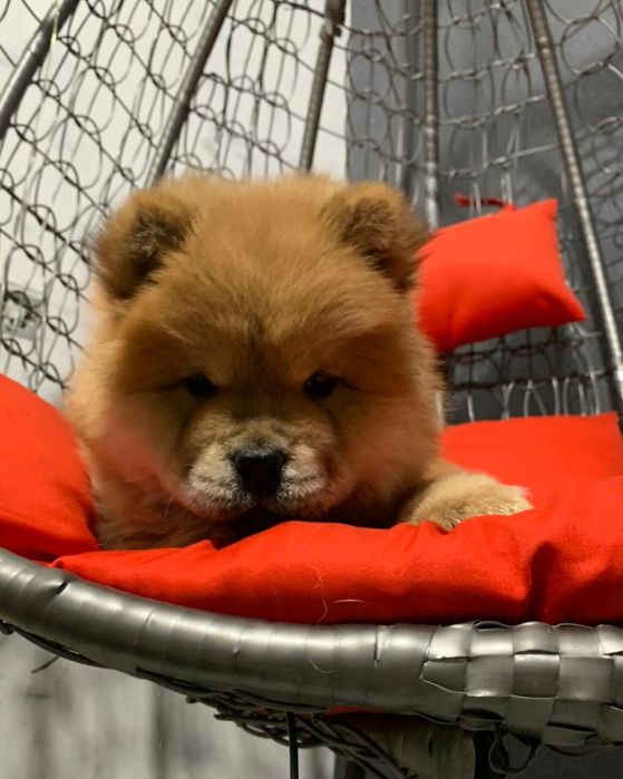 Милые щенки чау-чау