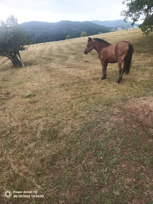 Iapă de vânzare de 2 ani