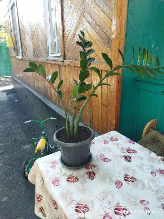 Денежное дерево продам