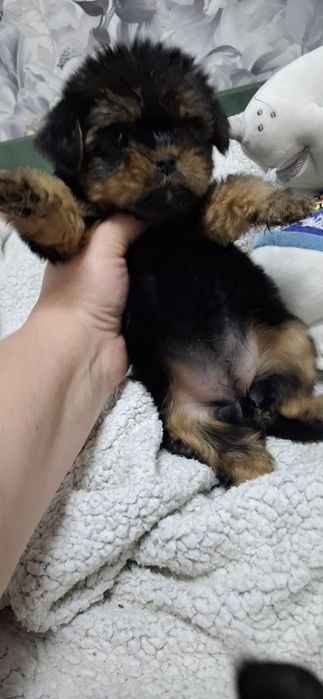 Щенок девочка йоркширского терьера