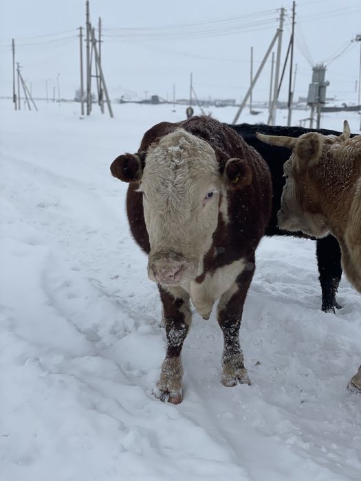 Бык производитель