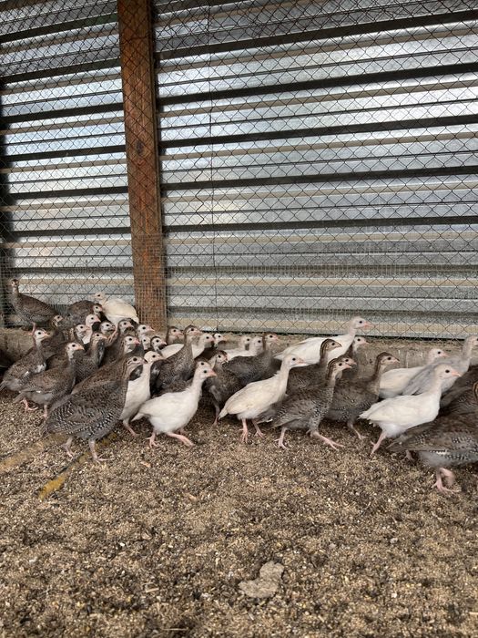 Цесарка 4 ойлигдан бошлаб