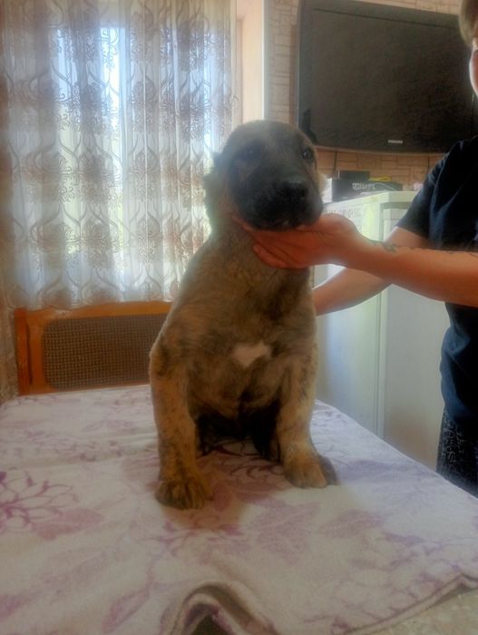 Продажа Алабай 2 месяца щенку