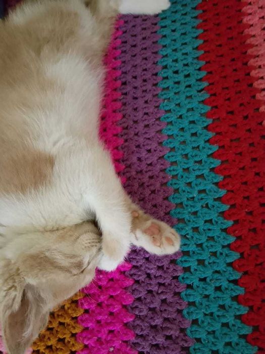 Ищем дом для котенка (прим. 4 мес)