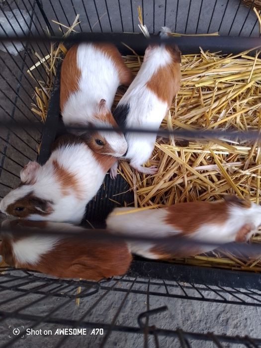 Marskaysivna sichqoncha