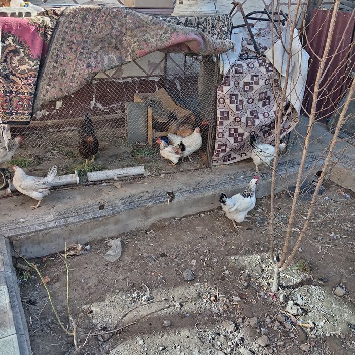 Арлер сатлад 4500
 Жымртка туып тыр