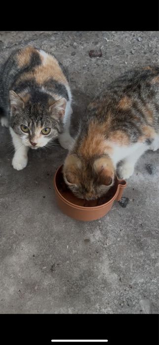 отдаем котят в хорошие руки даром