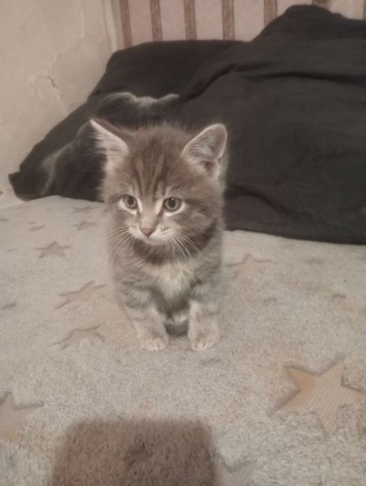 Продам котят британцы