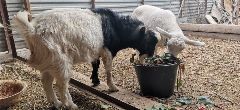 Продам козу и козла