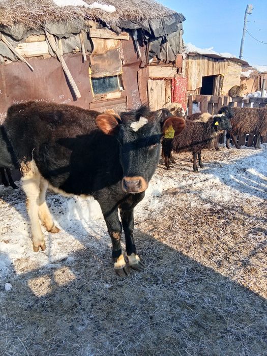 Продам тёлочку год и два месяца