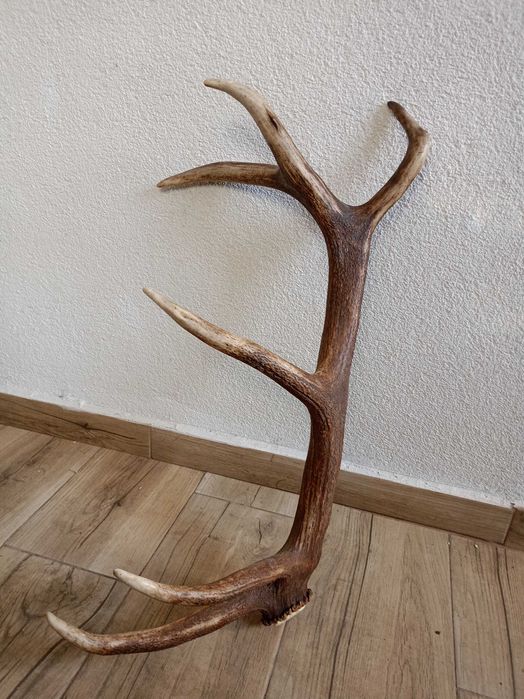 Еленски рога комплект