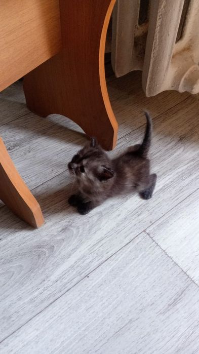 Отдам котят в добрые руки !!
