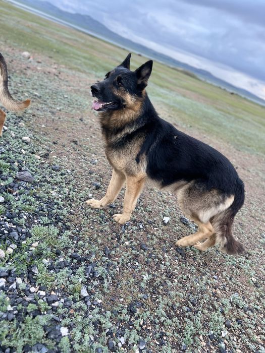 Продается щенок немецкой овчарки ( девочка)