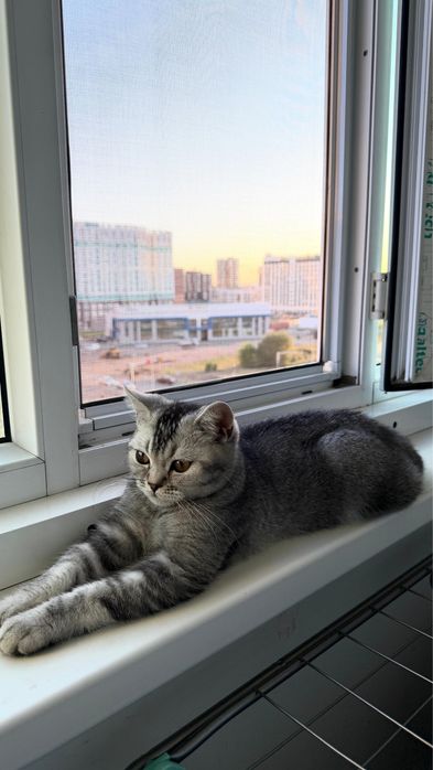 Шотландский прямоухий кот