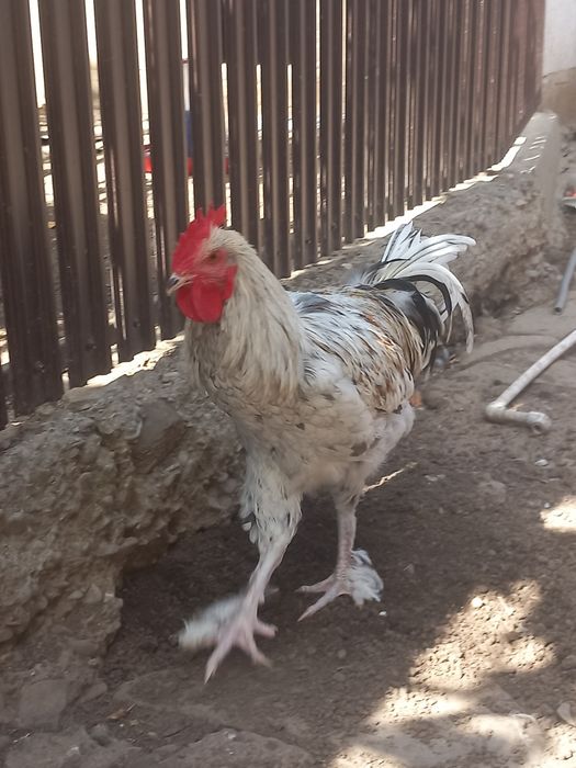 Cocoși marans  2026