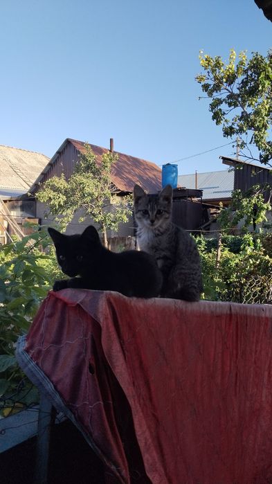 Котята отдам . девочки