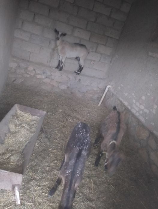 Она бола Ечкилар