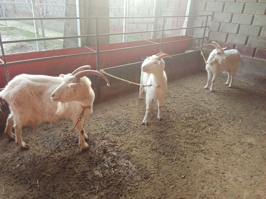 Ешкы сатылды 3 еу 120к