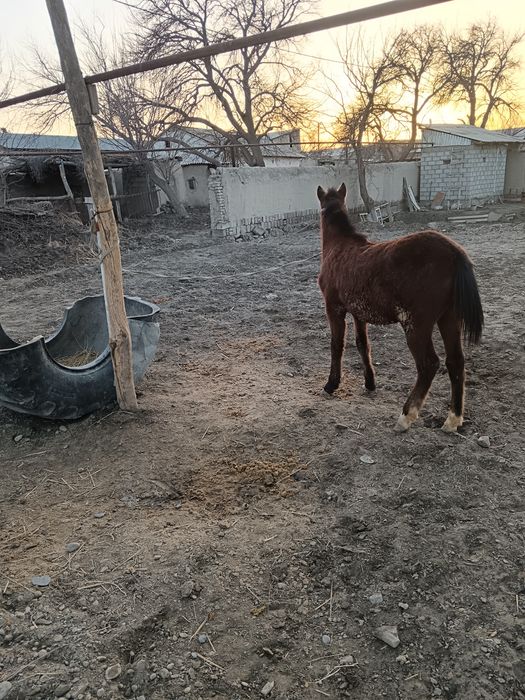 Toy 8 oylik qorabayr