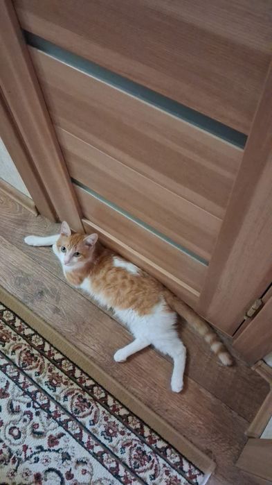 Котенок ищет новый дом!