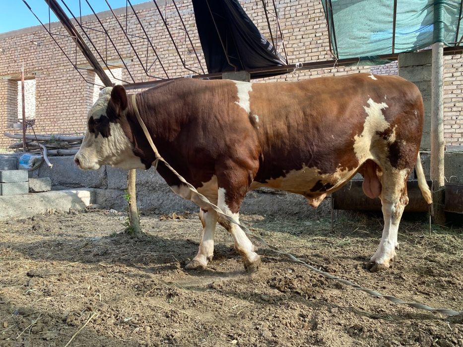 Buqa sotiladi.Narxi 65 mln .Holi 2 tish..Manzil kogon