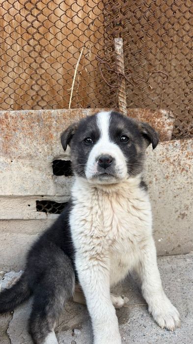 отдам даром щенка