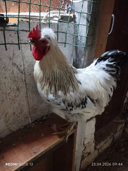 Яйцо для инкубатора