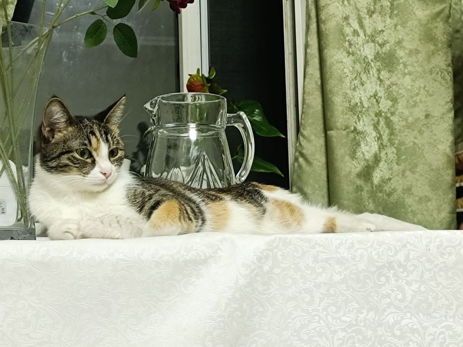 Кошка в добрые руки