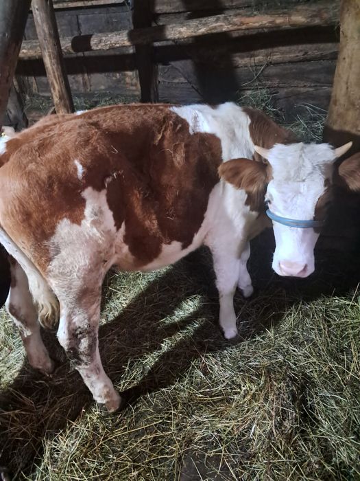 Vând vițica baltata