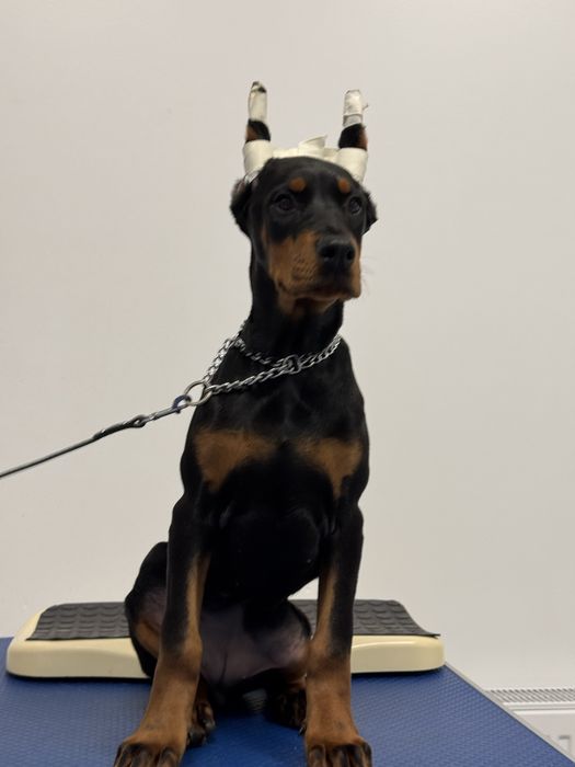 Cățeluș Doberman cu pedigree