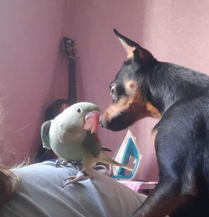 Продам попугая Александрийский