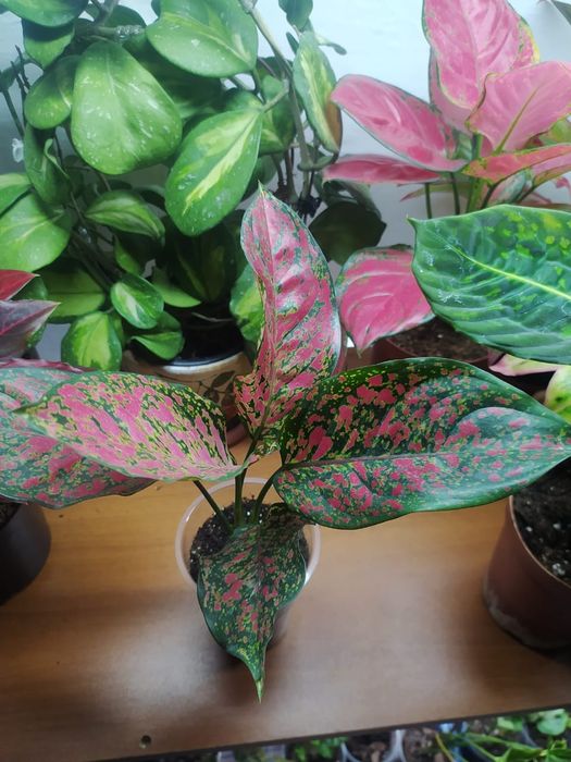 Продам комнатные растения