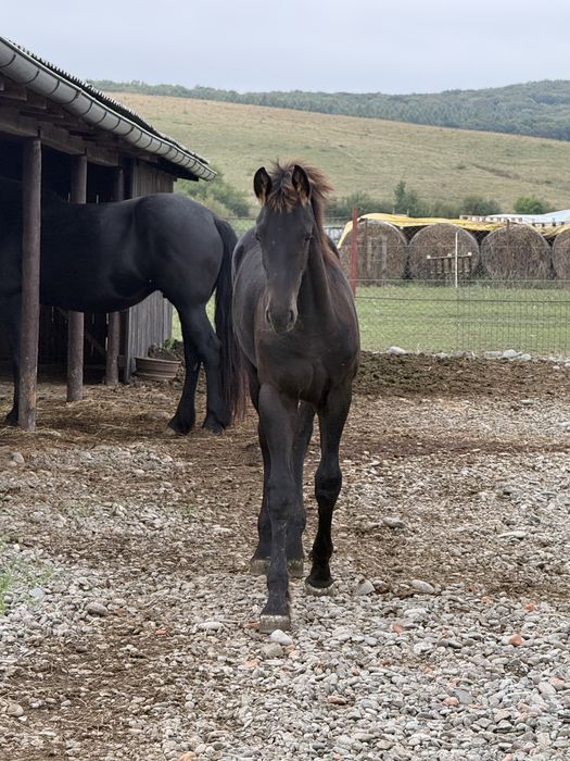 Manz frizian friesian  friz