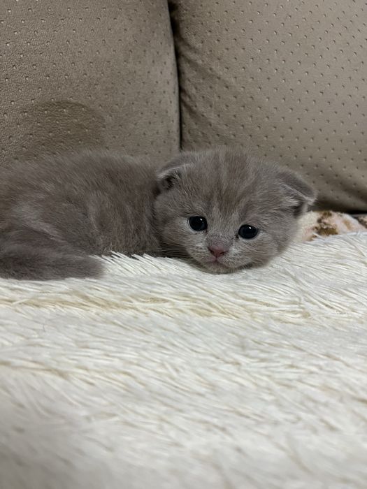 Котят Британские