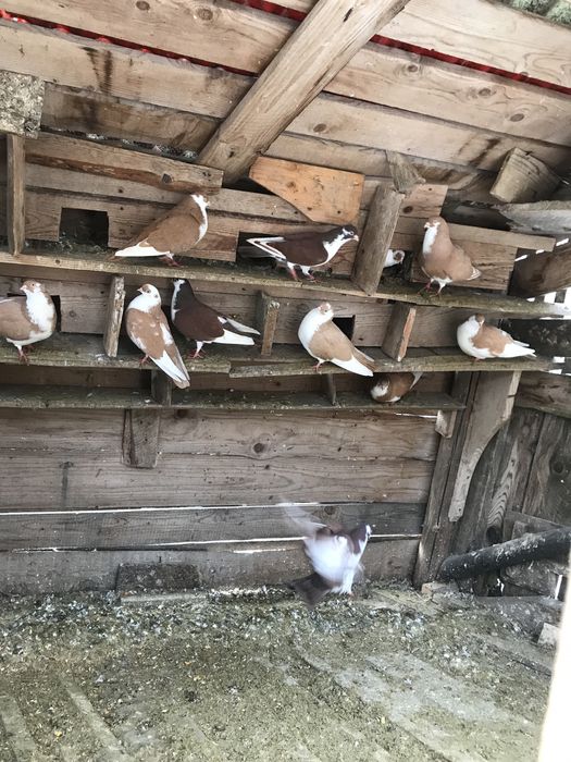 Porumbei galateni jucatori