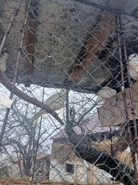 Porumbei creți și cucuruzi