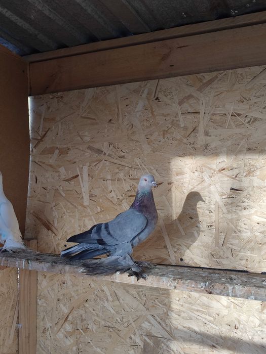 Самка сизая молодая