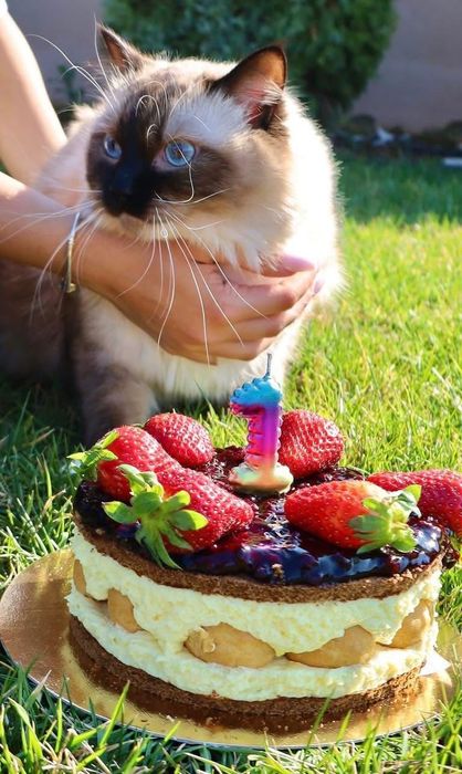 Прекрасен мъжки котарак Рагдол